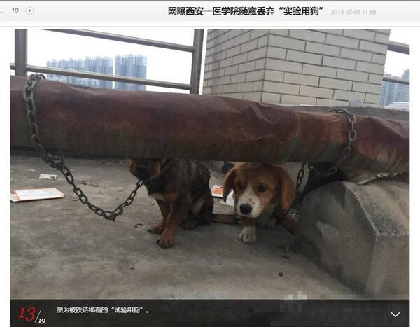 医科大学の実験に使われた犬 屋上に生きたまま放置 中国 15年12月10日 エキサイトニュース