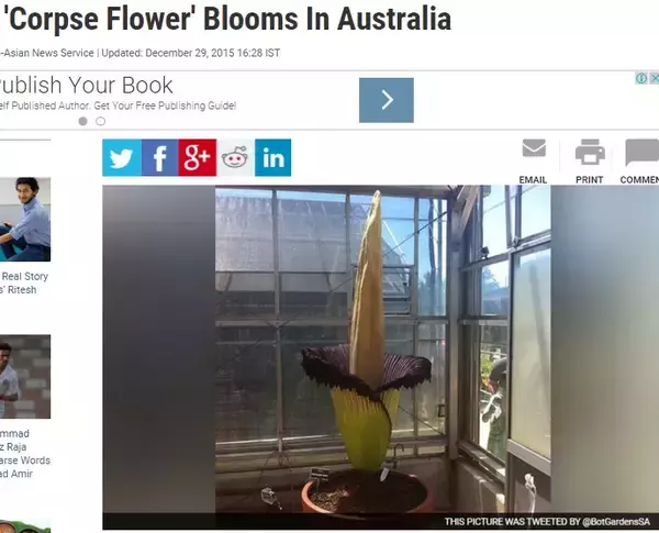 世界一の激臭「死体花（スマトラオオコンニャク）」がついに開花（豪）