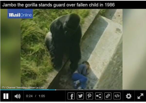 30年前動物園のゴリラに助けられた男性 今も感謝忘れず 英 16年1月23日 エキサイトニュース