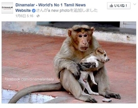 子犬をひたすら守る猿　“まるで母親”と評判に（印）