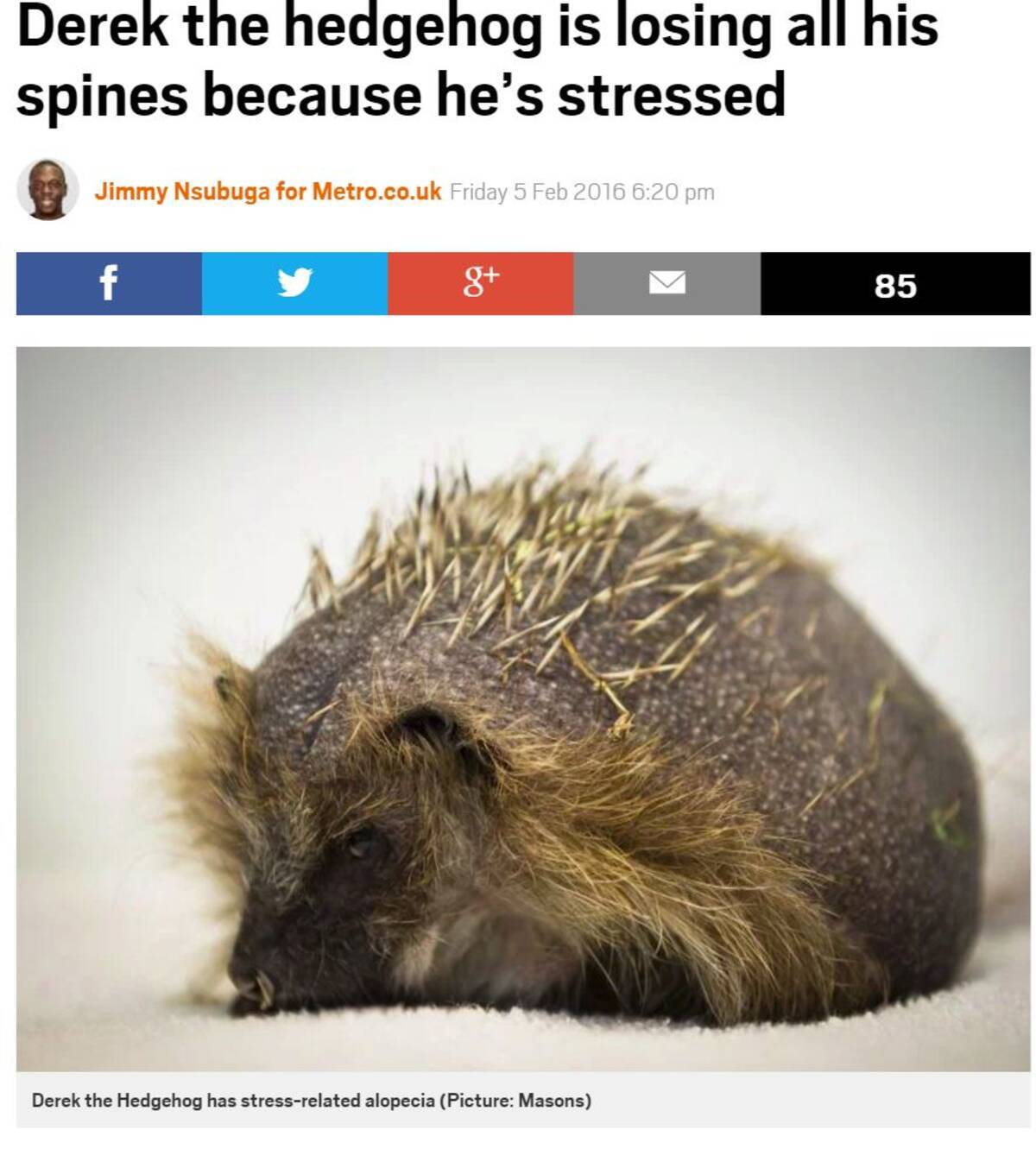 デリケートなハリネズミ 強いストレスで針が抜け続ける 英 16年2月7日 エキサイトニュース