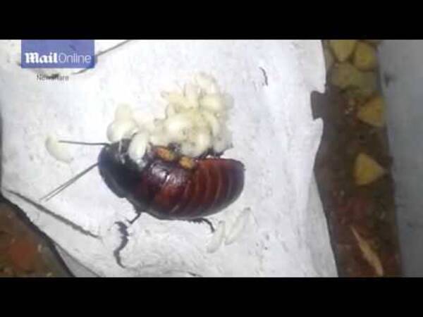 ゴキブリをペットにする人々 不快だなんて言わないで 南ア 動画あり 16年2月27日 エキサイトニュース