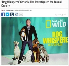 “カリスマドッグトレーナー”シーザー・ミランに動物虐待の疑い