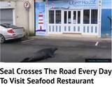 「レストランに通うアザラシ　毎日道路を横切って（アイルランド）＜動画あり＞」の画像1