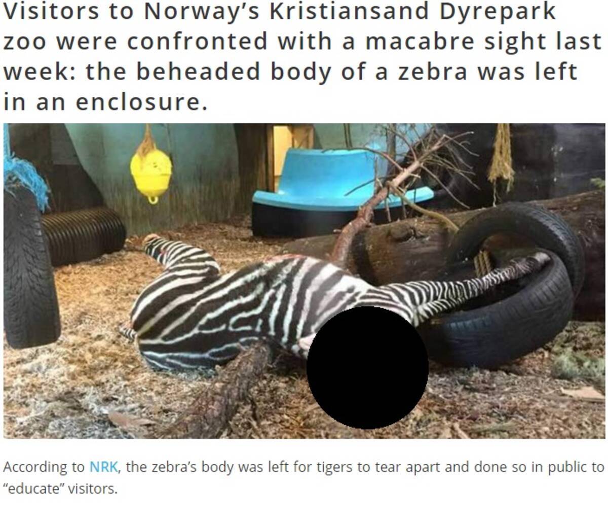 見学者の前でシマウマ斬首 トラの餌にしたノルウェーの動物園 16年5月2日 エキサイトニュース
