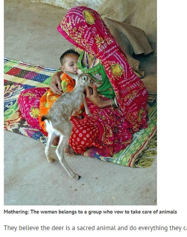 動物好きの村 ママたちは親のいない子鹿を母乳で育てる 印 16年5月3日 エキサイトニュース