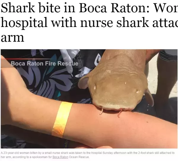 サメに襲われた女性　噛みつかれたまま病院へ（米）
