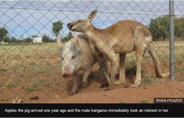 カンガルーが豚と交尾 2頭は相思相愛 豪 16年6月16日 エキサイトニュース