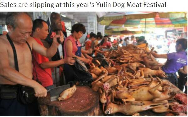中国 犬肉祭 始まる 今年は売り上げ低調か 16年6月23日 エキサイトニュース
