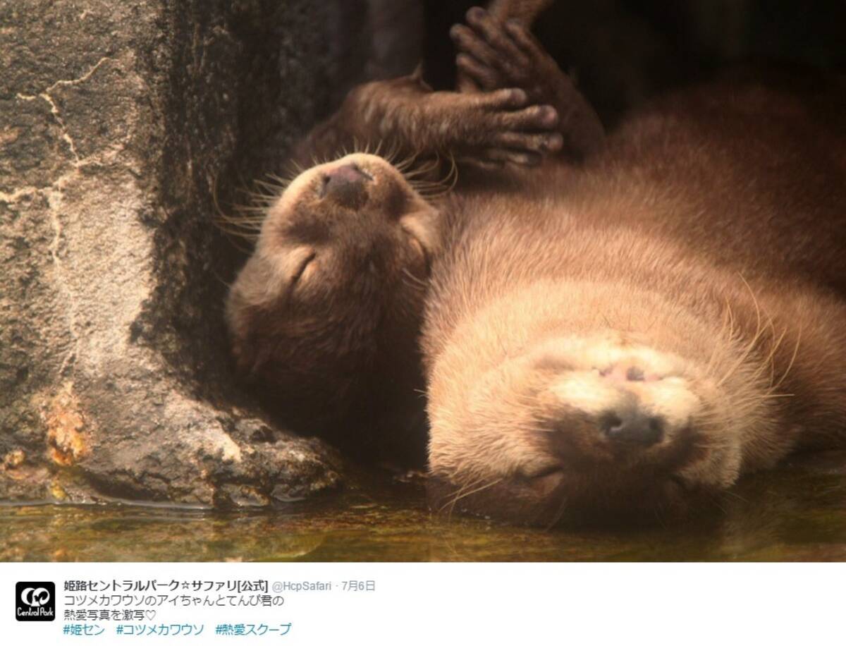 カワウソの 熱愛スクープ 屈託ない表情が幸せそう 16年7月8日 エキサイトニュース