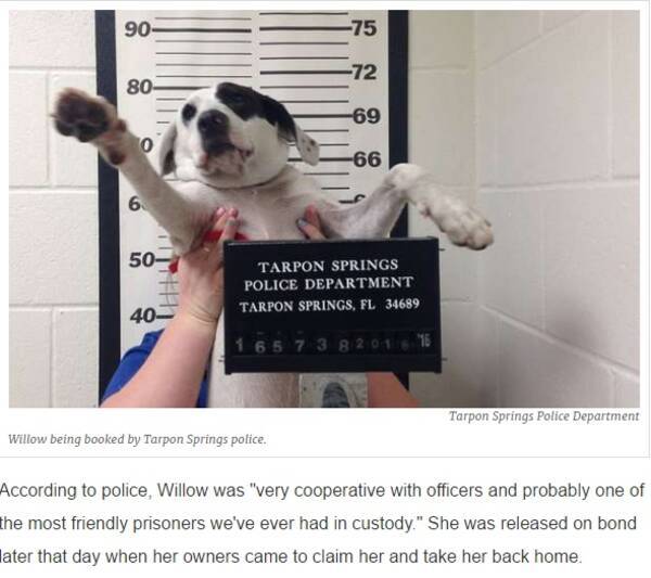 犬のマグショット公開 逃亡 容疑も 取り調べに答えない とフロリダの警察 16年7月15日 エキサイトニュース