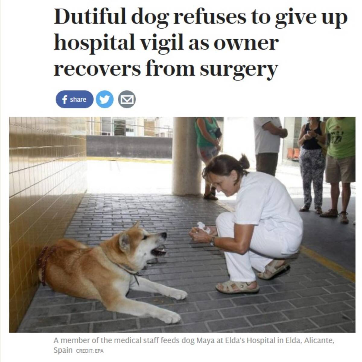 入院中の飼い主を病院の外で待ち続ける秋田犬に称賛の嵐 スペイン 16年9月4日 エキサイトニュース