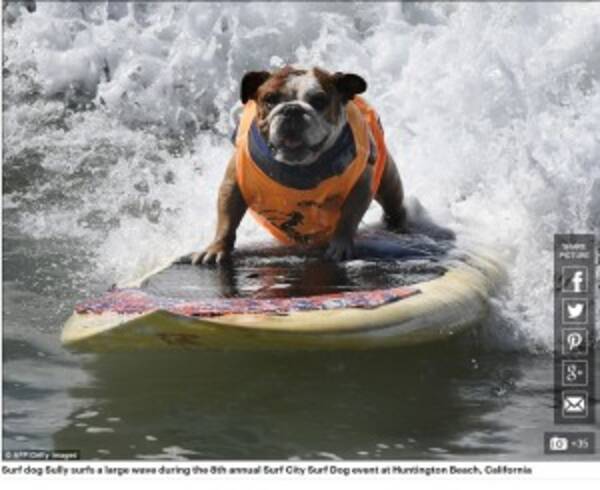 犬だってサーフィン 第8回 サーフ シティー サーフ ドッグ 開催 米 16年9月27日 エキサイトニュース