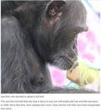 「動物実験で子どもを奪われたチンパンジー　トロール人形を肌身離さず（米）」の画像1