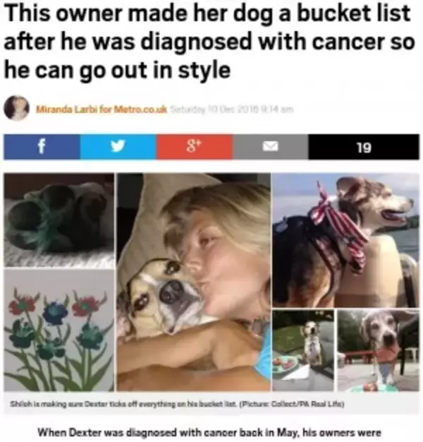 がんを乗り越えた老犬のため「バケットリスト」を作り続ける飼い主（米）