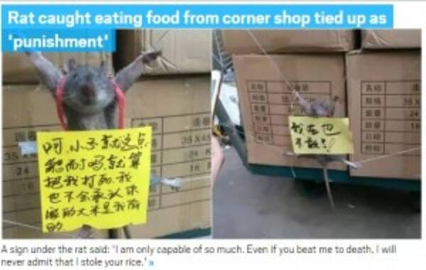店で米を食ったネズミを吊るし上げ もう2度としないと誓います 中国 17年1月26日 エキサイトニュース