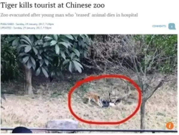 囲いを越えて侵入した観光客　トラ3頭に襲われ死亡（中国）