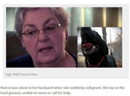 隣家の犬に毒入り肉を与えて殺害しようとした女 米 動画あり 19年8月24日 エキサイトニュース
