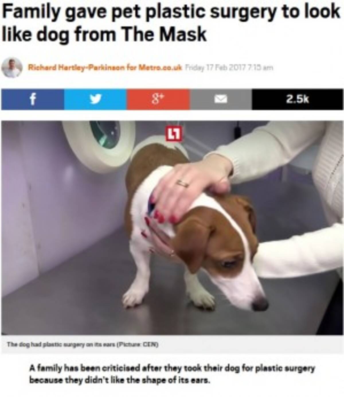 耳が垂れていた方が可愛いから 犬の耳を整形した飼い主に猛批判 露 17年2月21日 エキサイトニュース