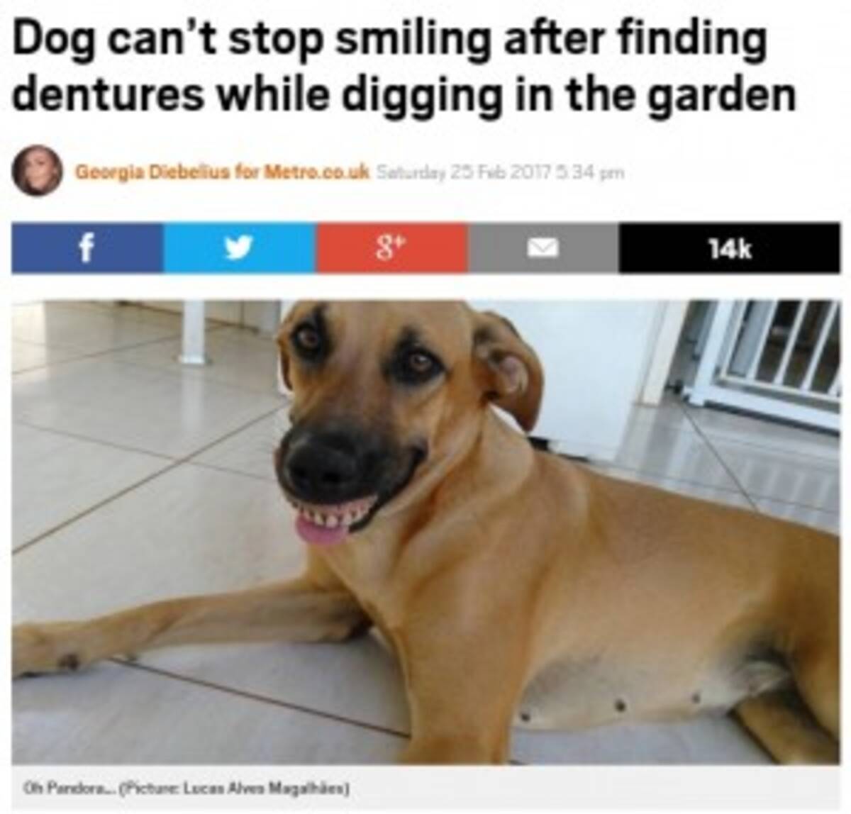 裏庭から お宝 を見つけた犬 総入れ歯でニッコリ ブラジル 17年2月28日 エキサイトニュース