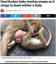 車に轢かれ死んだ母猿の側で鳴き続ける赤ちゃん猿の姿が悲しすぎる（印）＜動画あり＞