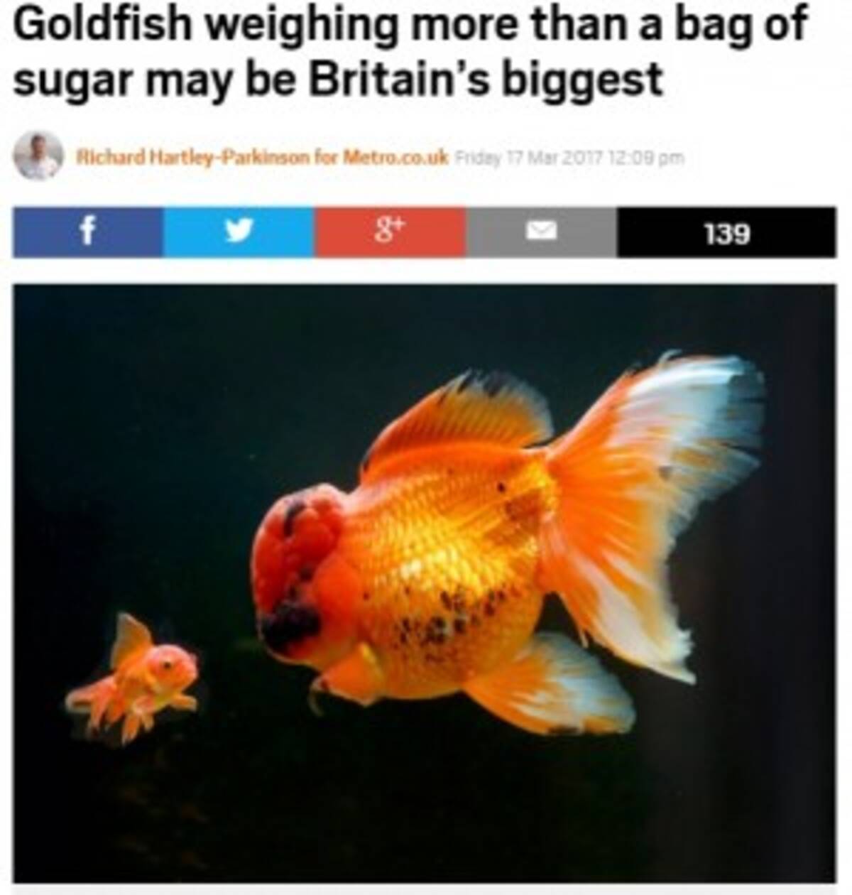 重さ1 190g 巨大な金魚がイギリスで話題 そのお値段は 17年3月18日 エキサイトニュース