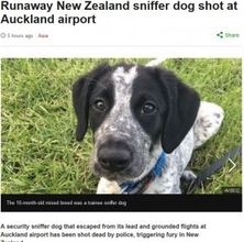 逃走した空港の見習い探知犬、警察官に射殺され猛批判の声（ニュージーランド）