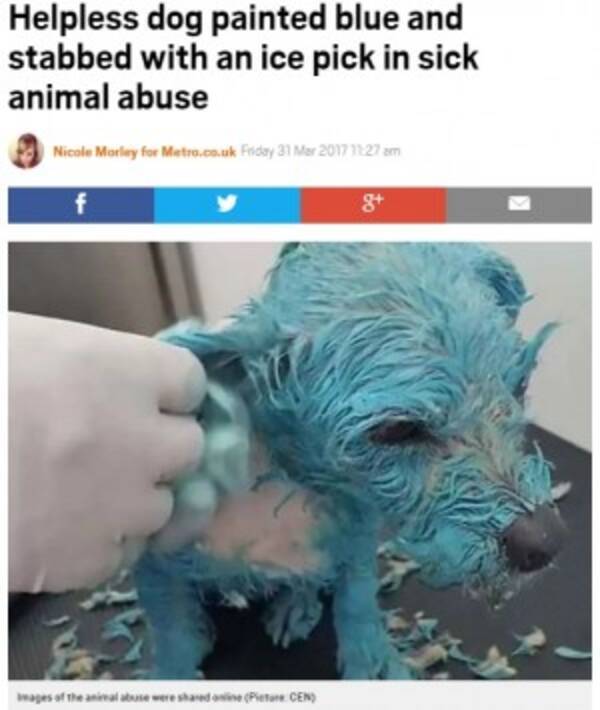 鬼畜の動物虐待男 子犬にペンキを被せアイスピックで刺し殺害 Snsに画像を投稿 メキシコ 17年4月3日 エキサイトニュース