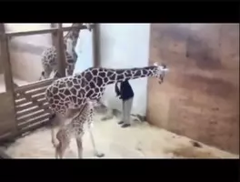 赤ちゃんラッコをお腹の上で抱きしめる母 米 16年11月1日 エキサイトニュース