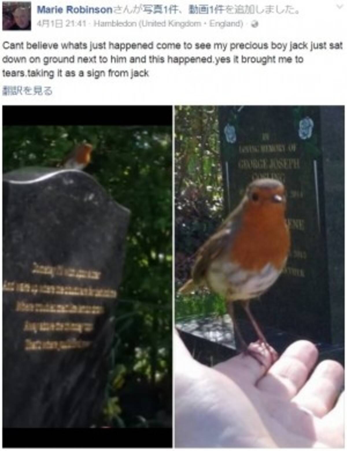 亡き4歳息子の生まれ変わり お墓に現れたコマドリ 英 17年4月21日 エキサイトニュース
