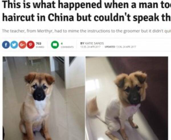中国で犬のトリミング 言葉通じず仕上がりにビックリ 17年4月27日 エキサイトニュース