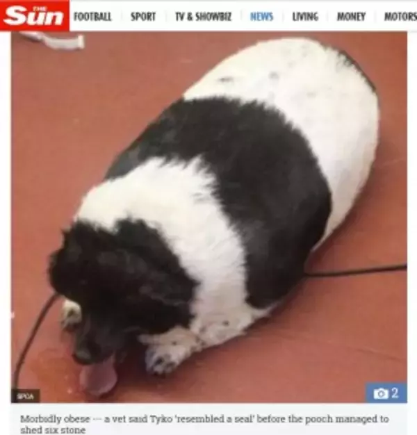 「アザラシのよう」だった超肥満犬、37キロの減量に成功（スコットランド）