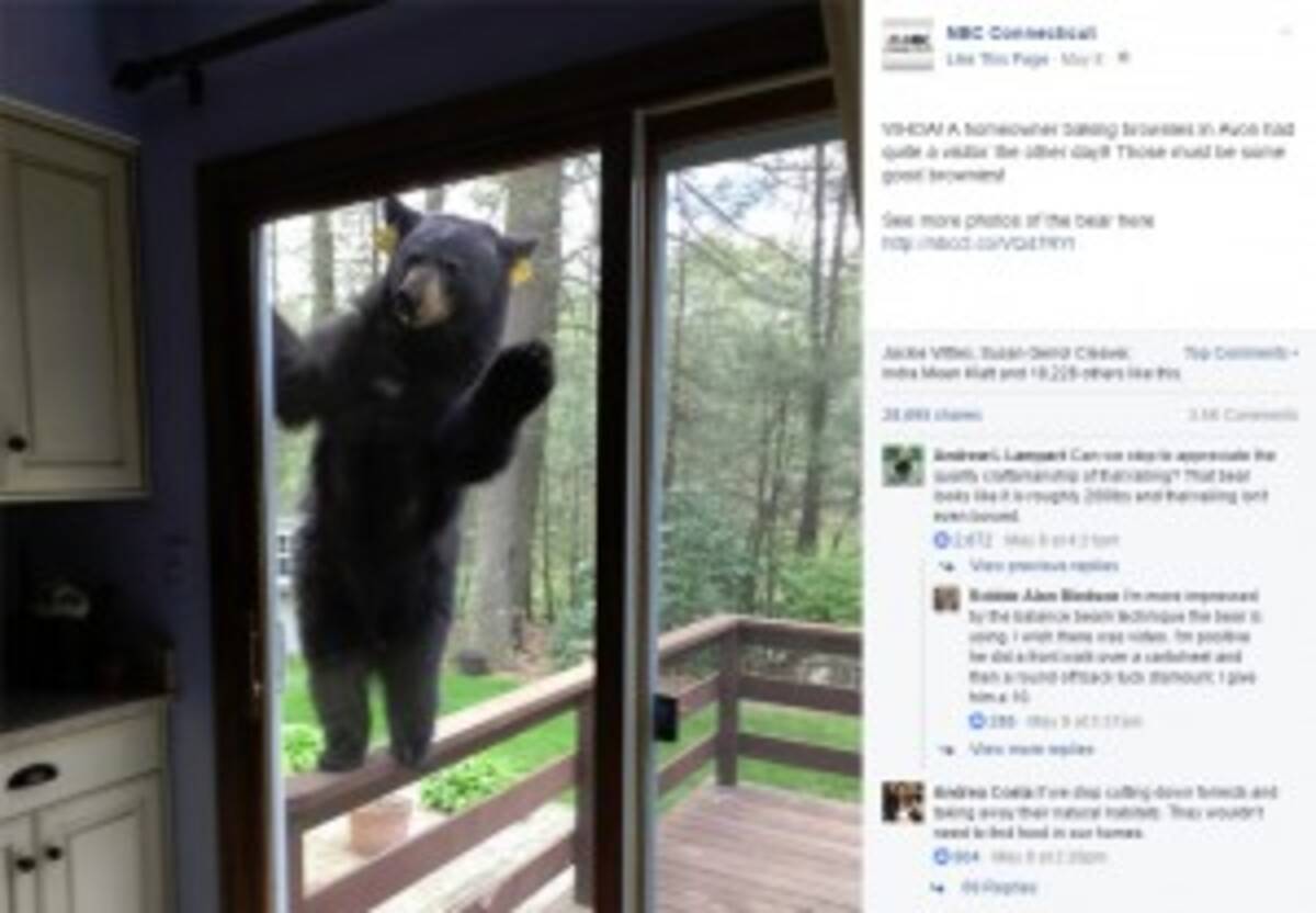 ブラウニーの匂いにつられて クマが家に侵入を試みる 米 17年5月18日 エキサイトニュース