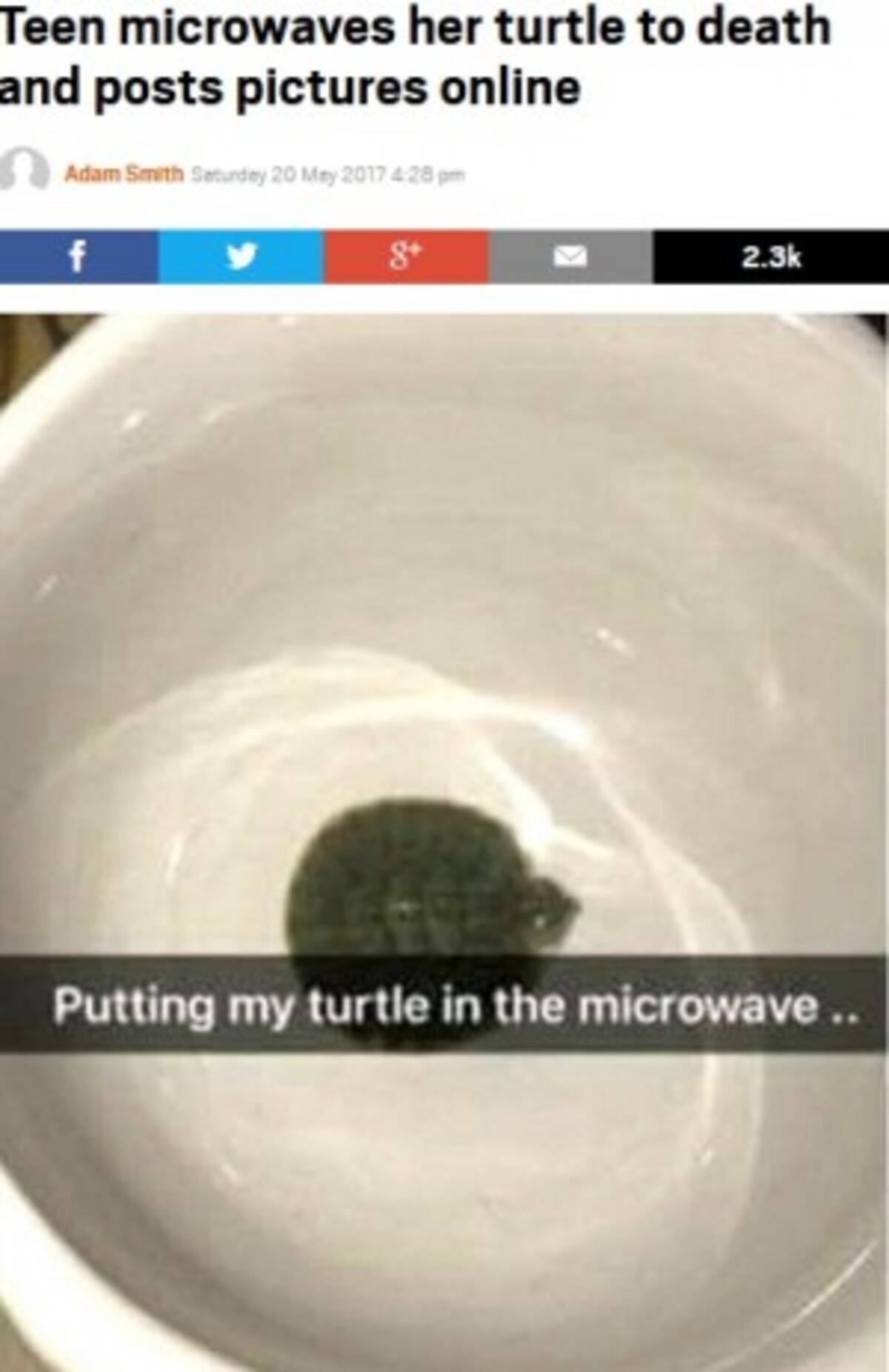 ペットの亀を電子レンジに 虐待死させた少女とその母に批判殺到 米 17年5月26日 エキサイトニュース