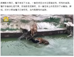 トラの生贄にされた憐れなロバ 動物園が慰霊の彫像を建てる 中国 17年7月7日 エキサイトニュース