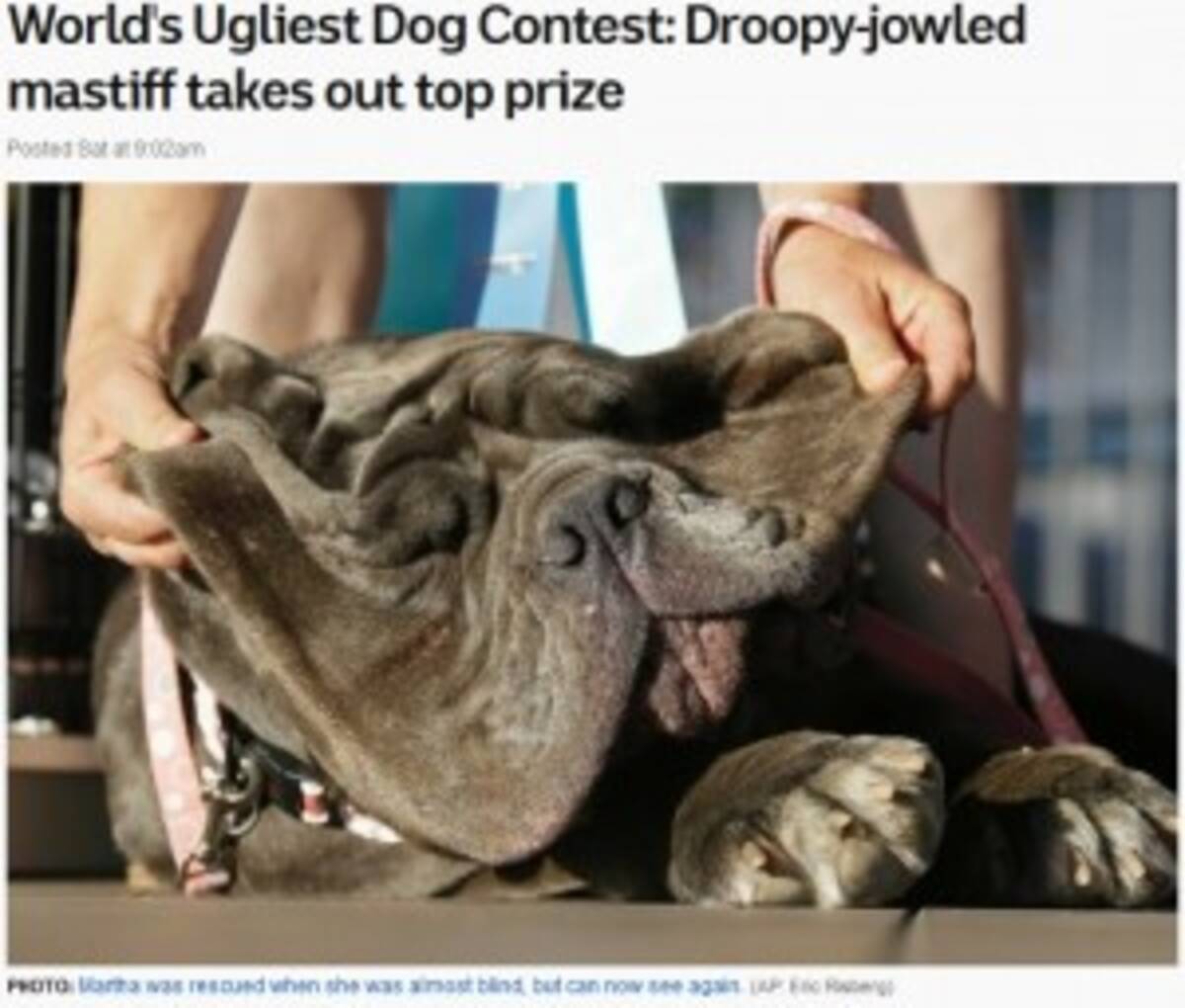 世界一醜い犬コンテスト で3歳のマスティフ犬が優勝 米 17年6月27日 エキサイトニュース