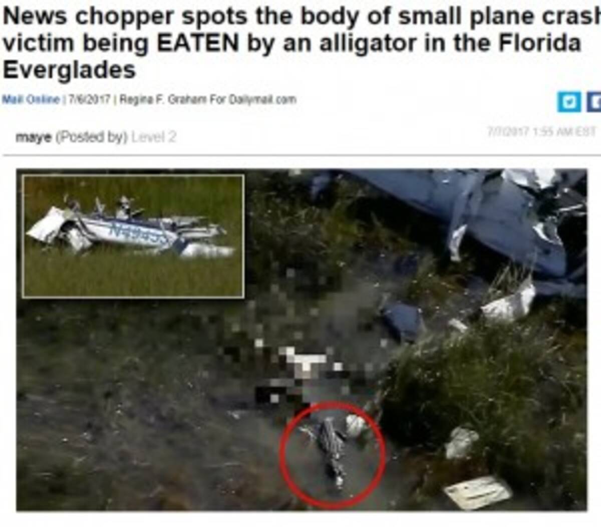 沼地に墜落した小型飛行機 振り落とされたパイロットはワニの餌に 米 17年7月10日 エキサイトニュース