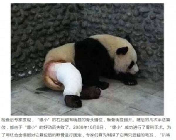 後ろ足骨折が完治した中国のパンダ 写真に パンツを脱いだ子みたい の声も 動画あり 17年7月11日 エキサイトニュース