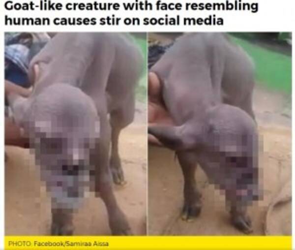 アゴのしゃくれた人面ヤギがインドに Facebook投稿で世界に拡散中 17年8月24日 エキサイトニュース