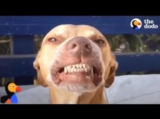 僕をもらって 歯を見せて笑うアニマルシェルターの犬 米 動画あり 年3月5日 エキサイトニュース