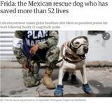 「メキシコ地震を含む52人以上の命を救った救助犬に称賛の嵐」の画像1
