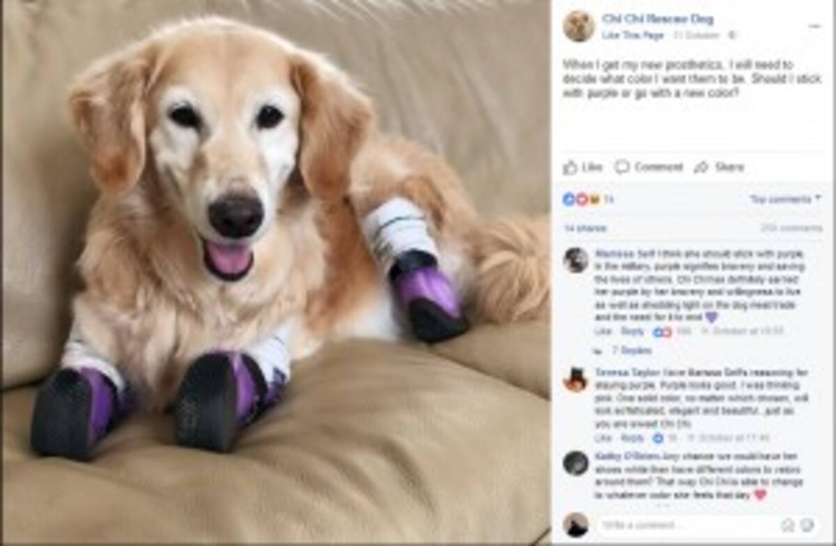 ゴミ箱に捨てられたゴールデン レトリバー 四肢切断後セラピー犬として活躍 米 2017年10月31日 エキサイトニュース