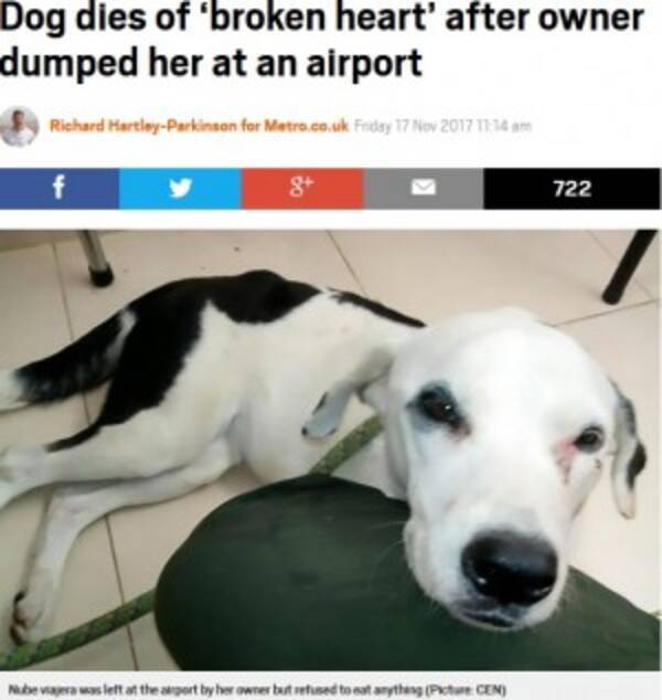 空港で捨てられた犬 飼い主を待ち続けるも息絶える コロンビア 17年11月19日 エキサイトニュース