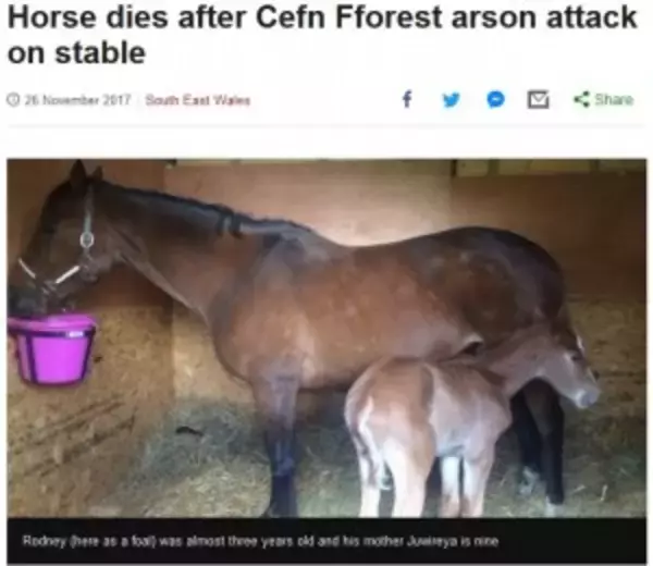 「優秀な競争馬を育ててきたブリーダーの馬小屋が放火　2歳の子馬が犠牲に（英）」の画像