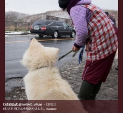 毛が抜け落ちて まるで 別犬 わさおが激変した悲しい理由 13年6月10日 エキサイトニュース