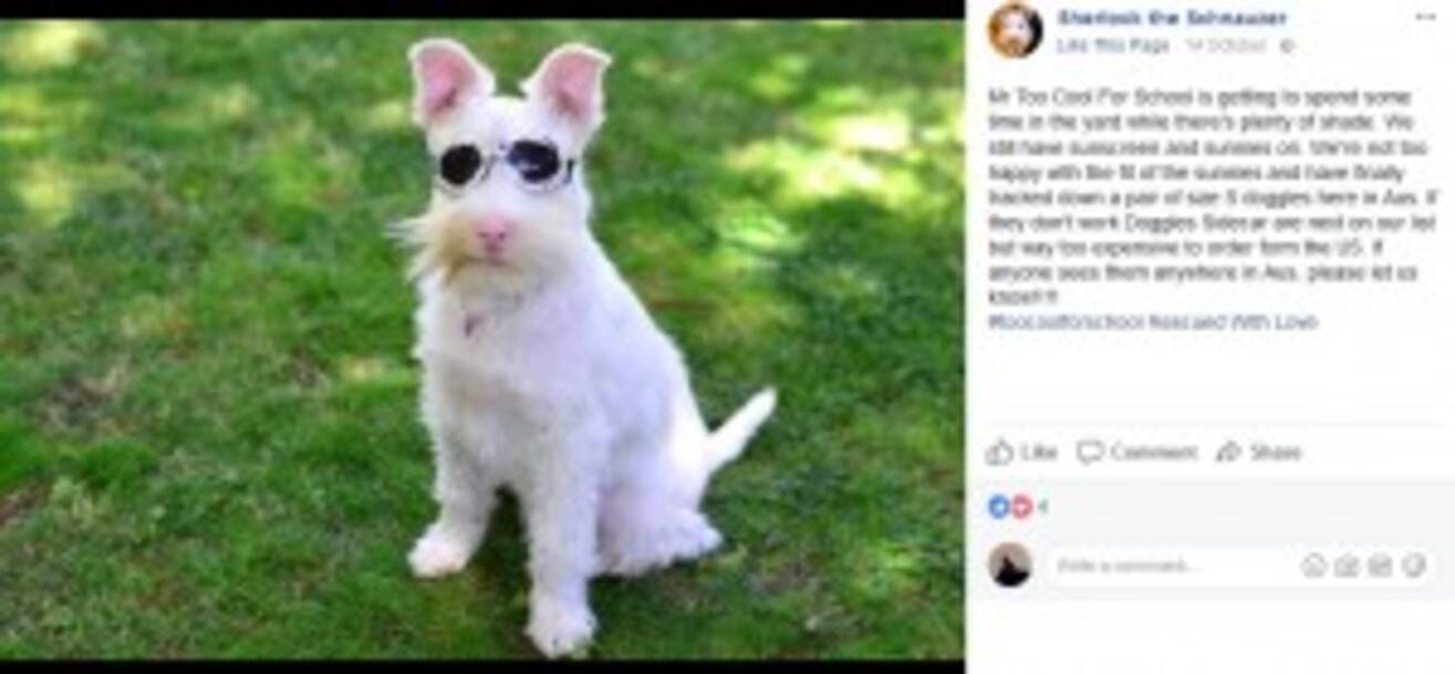 日焼け止めとサングラスが必須のアルビノ犬 Snsで人気上昇中 豪 動画あり 17年12月5日 エキサイトニュース