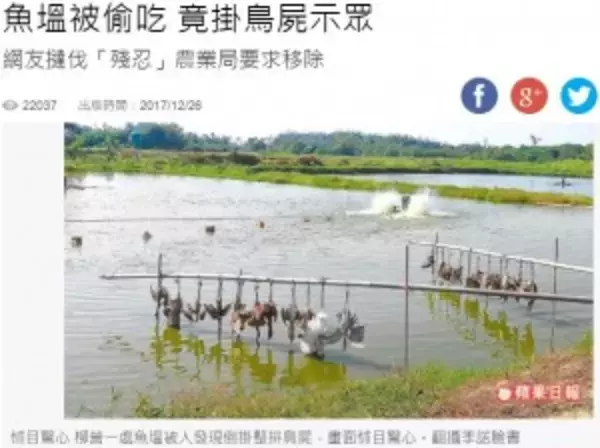 鳥害対策のため、鳥の死骸を吊るした養殖業者に批判殺到（台湾）