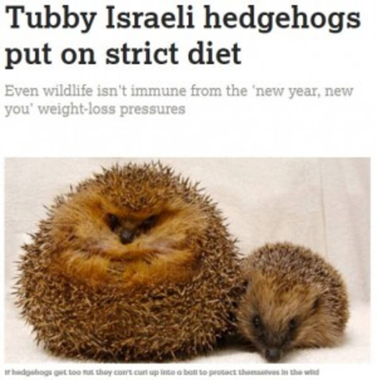 保護されたハリネズミ 肥満 のためダイエット決行 イスラエル 18年1月7日 エキサイトニュース