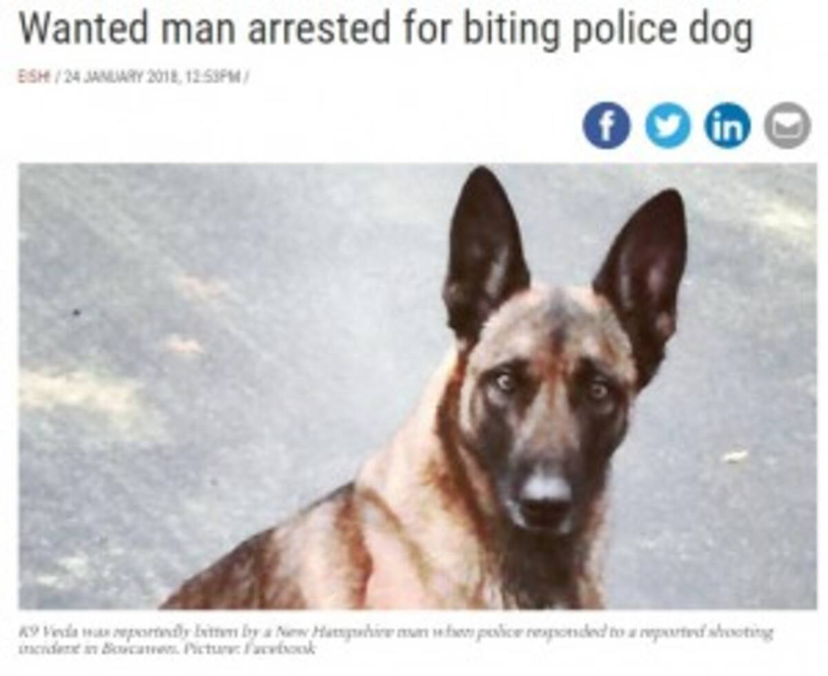 発砲事件の容疑者 警察犬に噛みついて逮捕に抵抗 米 18年1月28日 エキサイトニュース
