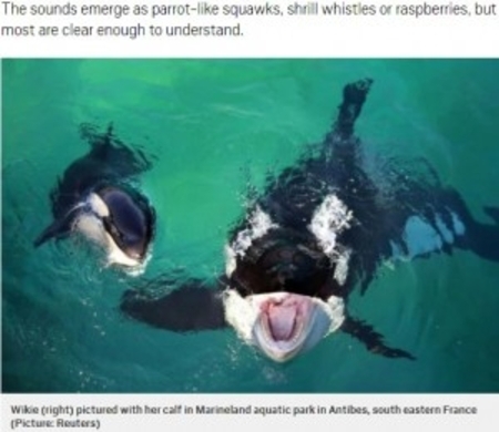 シャチから逃げるペンギンが観光客のボートに自ら避難 南極 動画あり 21年3月10日 エキサイトニュース